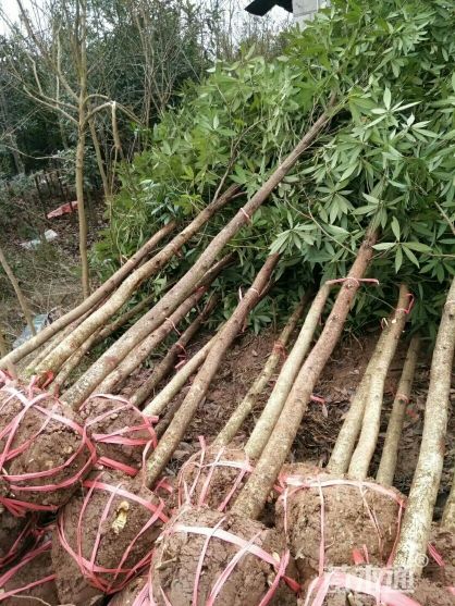 金丝楠木 地径4公分，高度2.5—3米