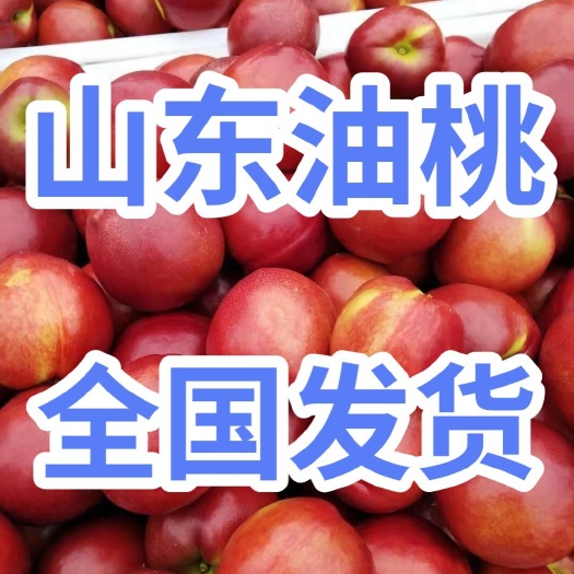 临朐县油桃  大棚油桃批发 中油四号 126等 品种齐全 全国代发