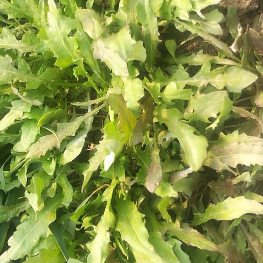 泰安荠菜