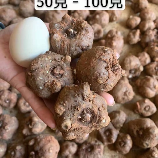 罗平县魔芋种子 诚信魔芋种植基地
