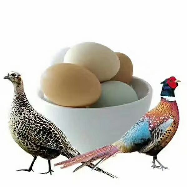 长年批发零售七彩山鸡蛋