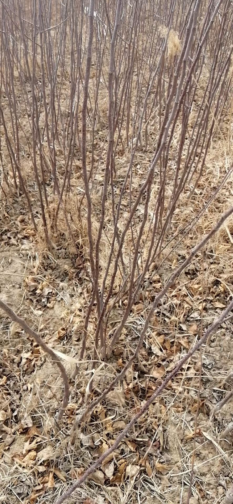 火晶柿子苗  火葫芦柿子苗做柿饼选择