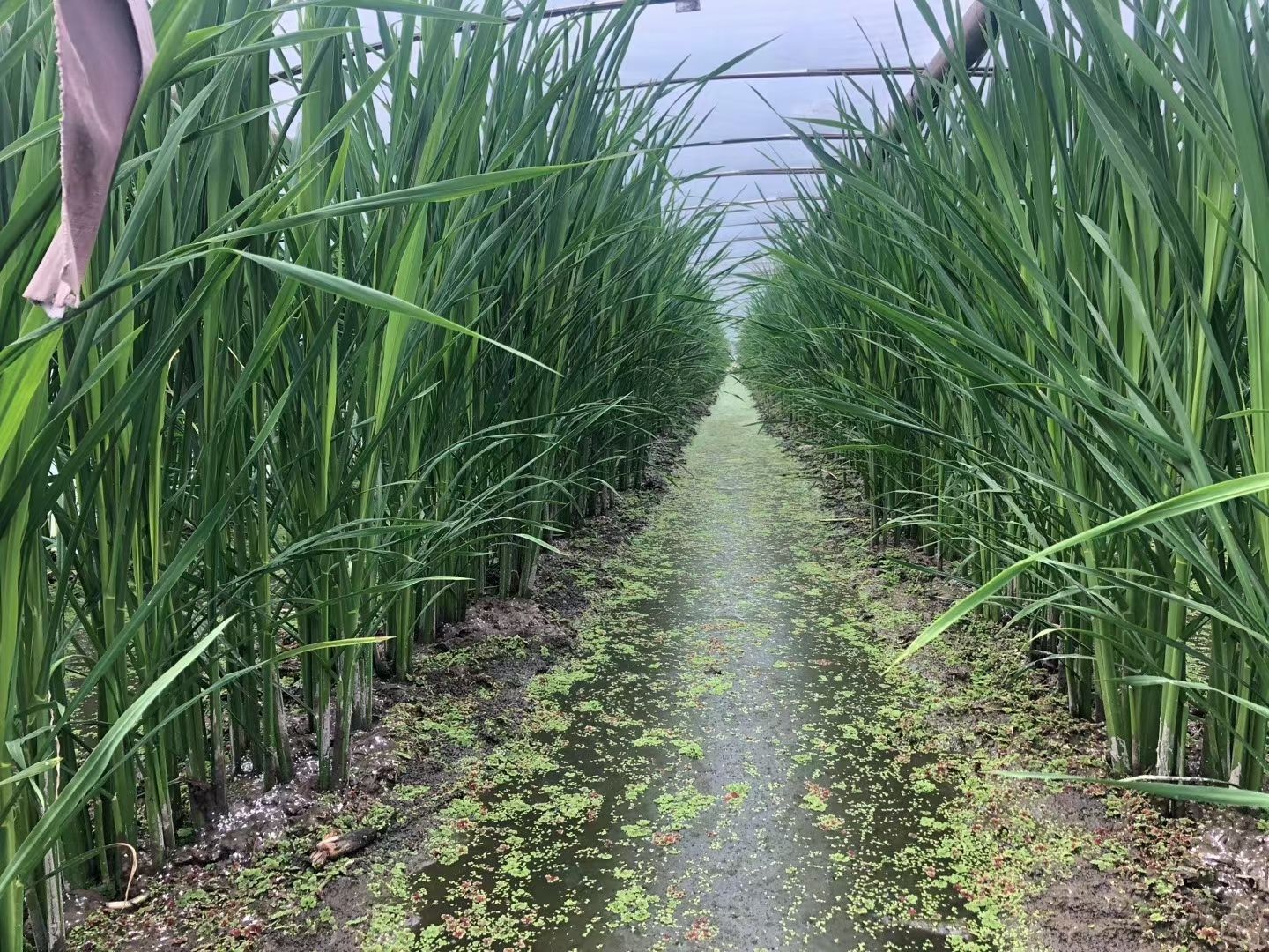 全年大量供应优质单季和双季茭白苗，浙茭六号七号911茭白苗