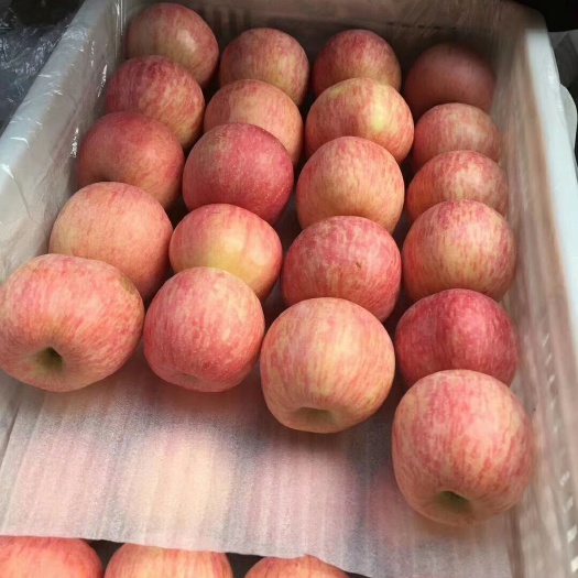 苹果  山东红富士苹果大量批发  条纹片红全红货源充足