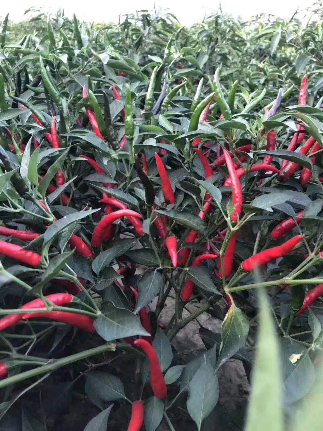 辣椒种子，高辣单生，朝天椒种子