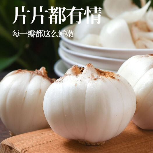 兰州鲜百合新鲜百合兰州百合新鲜生百合食用甜百合甘肃特产