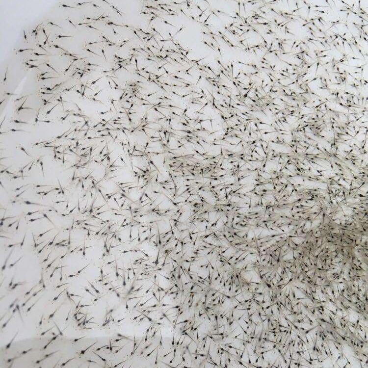 南美白对虾苗基围虾苗对虾苗一代苗高抗淡化苗免费提供技术指导