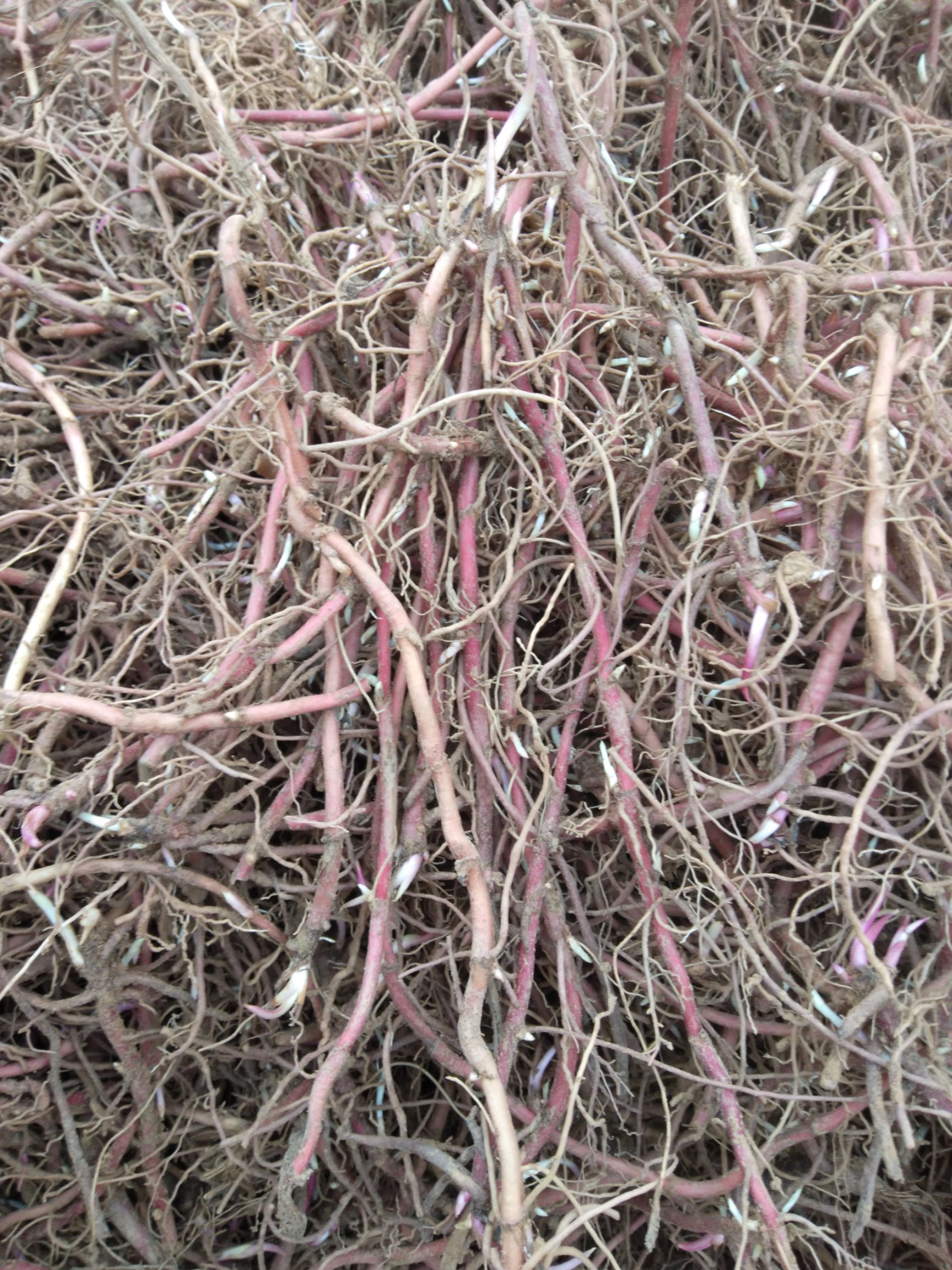 芽紫菀苗易管理