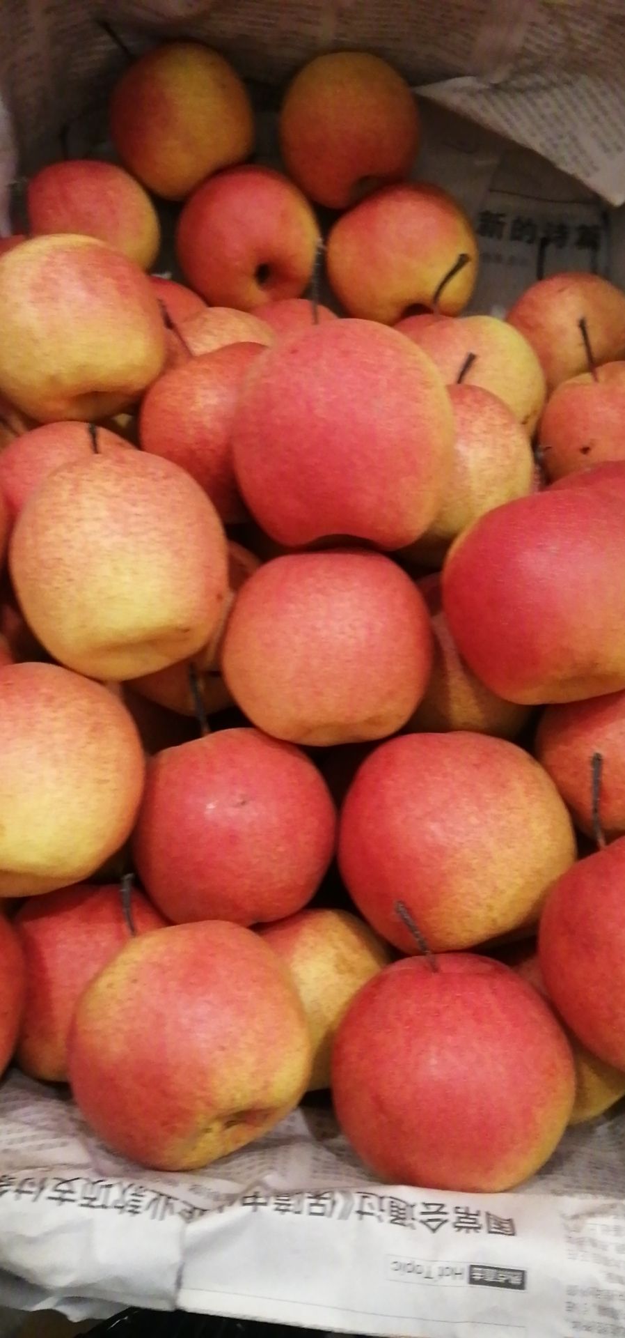  红肖梨  甜脆多汁