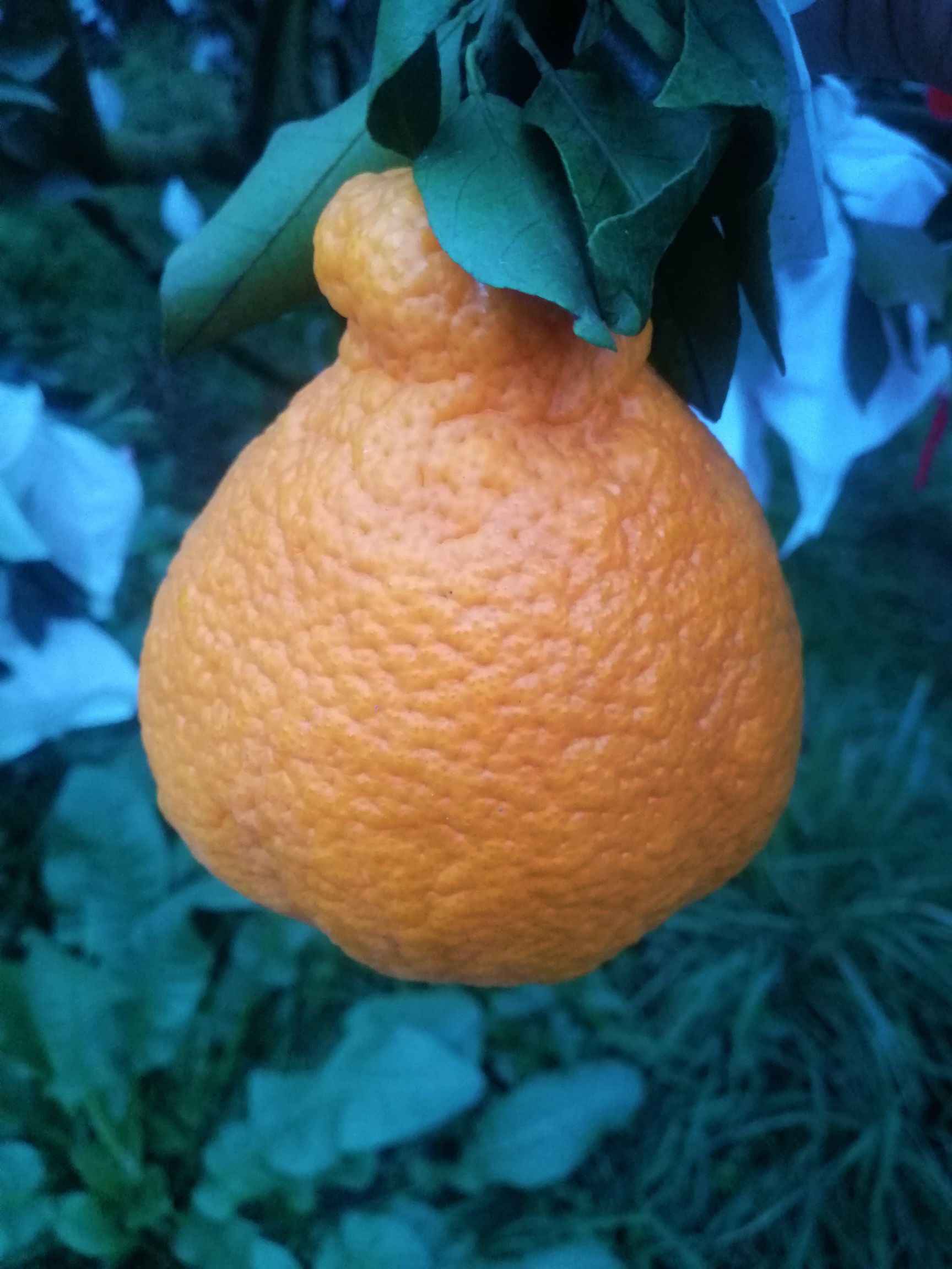 眉山不知火，丑柑，脆甜，水份好，颜色好，个头大，欢迎各位老板