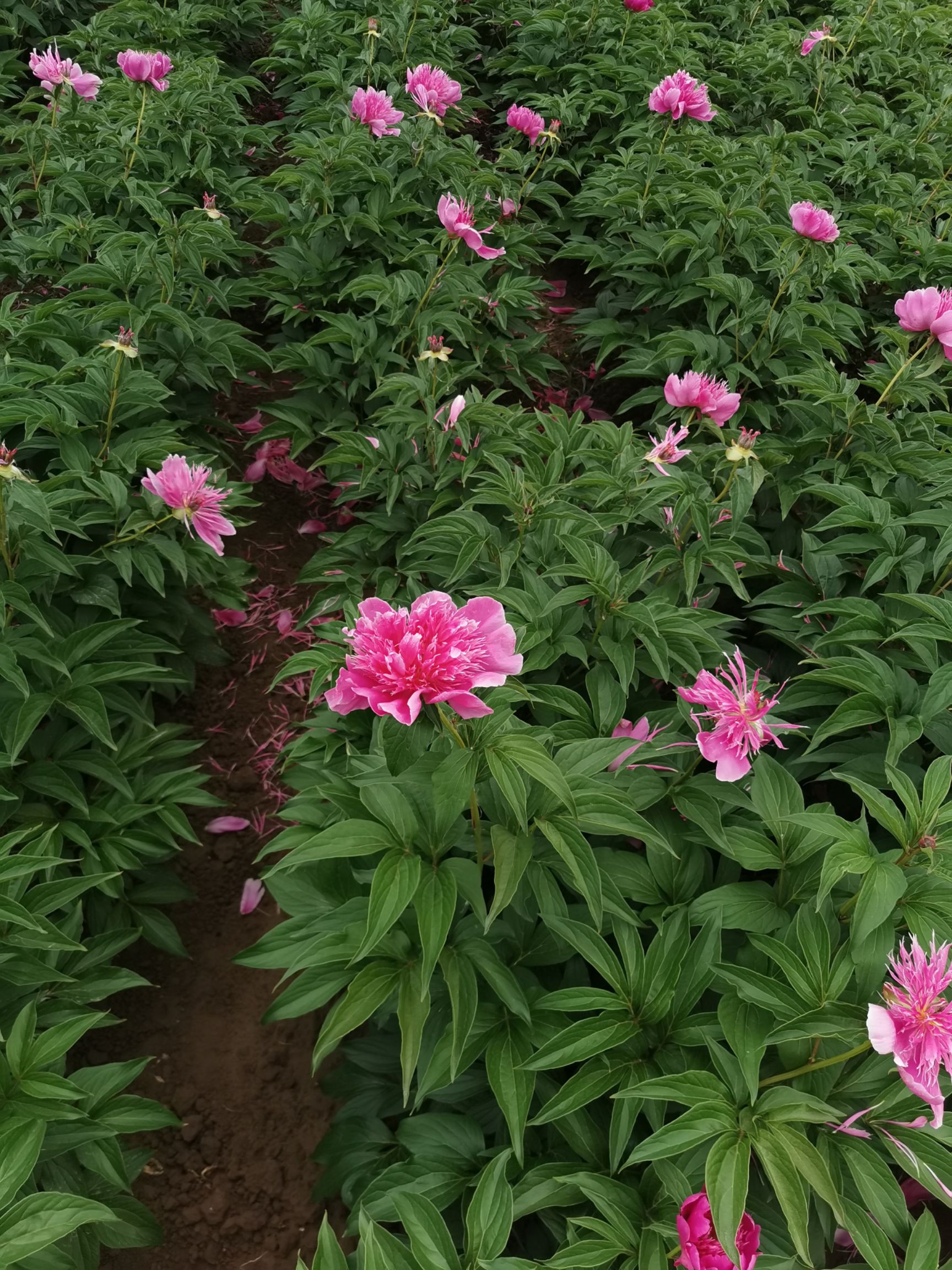 窄叶芍药批发]窄叶芍药0.5米以下14~16cm 价格15元/棵- 惠农网触屏版