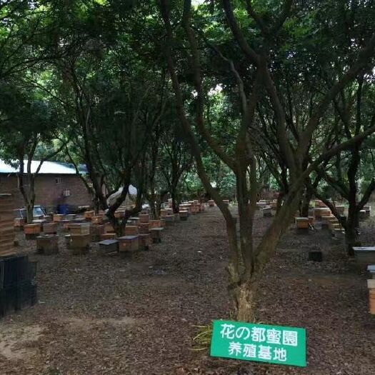 玉林百花蜜  按量批发两广花源中华土蜂蜜