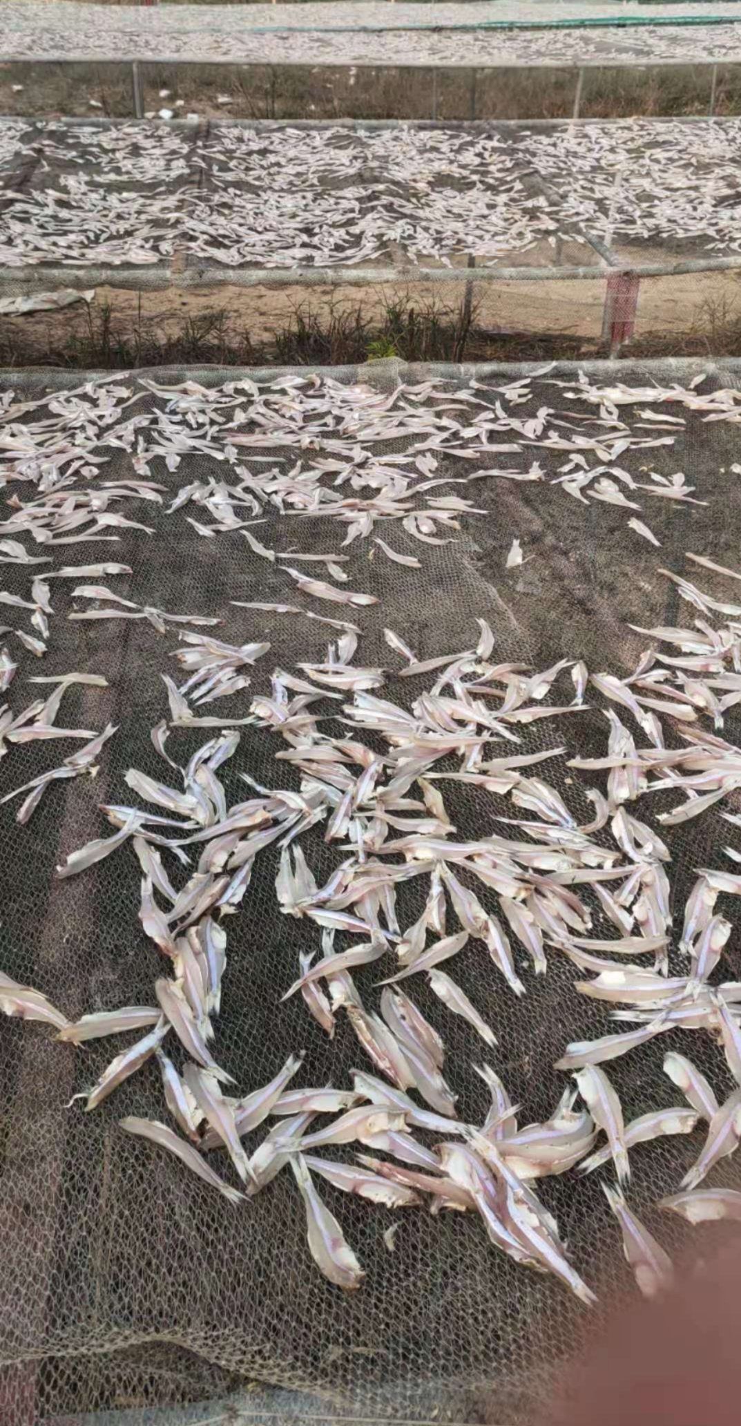 去头小鱼干