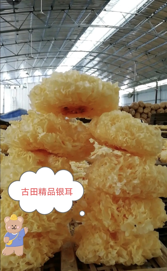椴木银耳  银耳，金耳专业户需要银耳联系