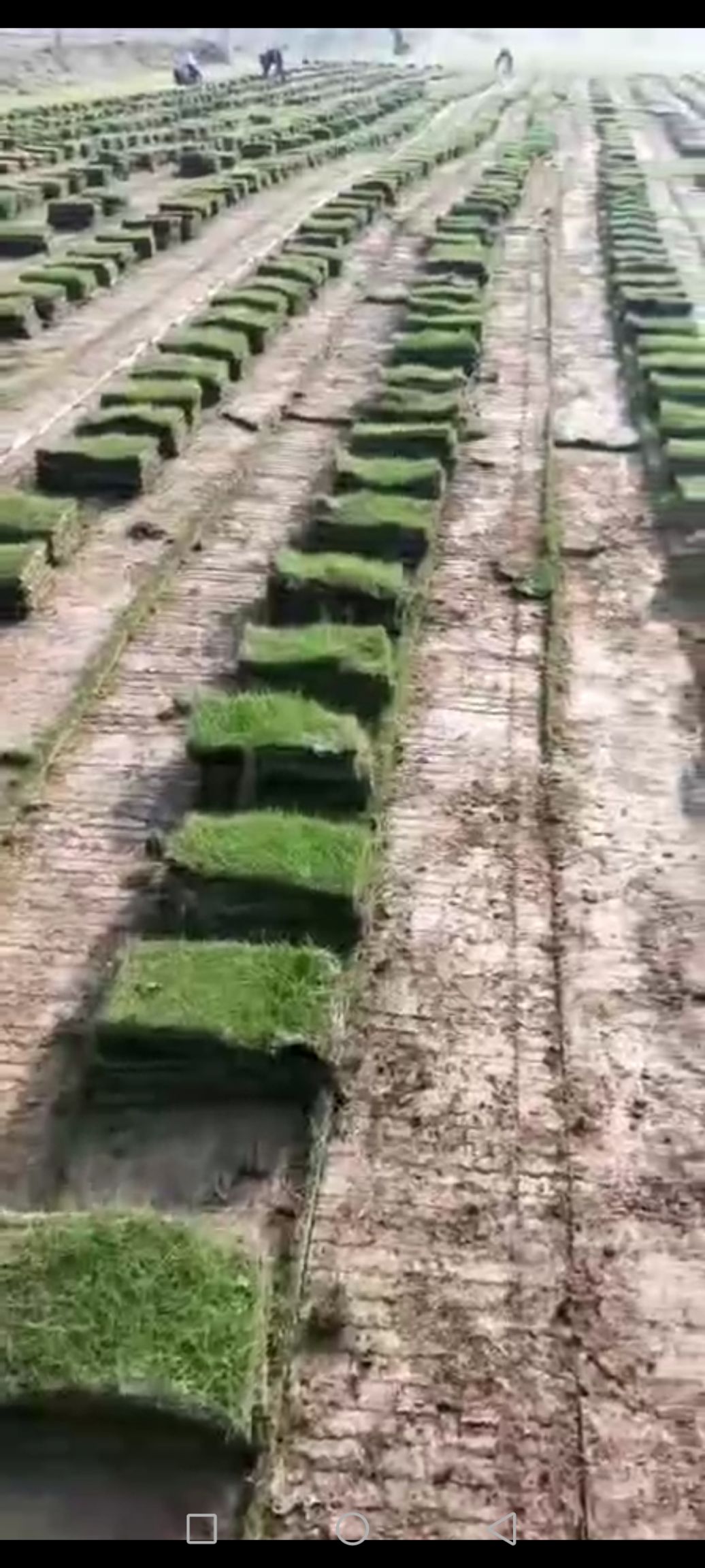 马尼拉草皮  绿化草皮