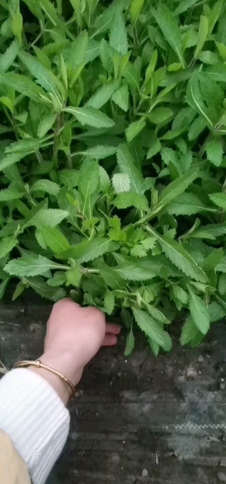 常州草花 柳叶马鞭草