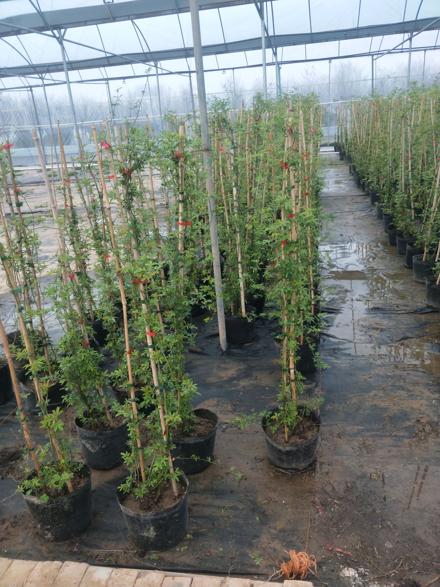 木香花  种植基地批发红木香黄木香白木香四季木香品种纯质量好