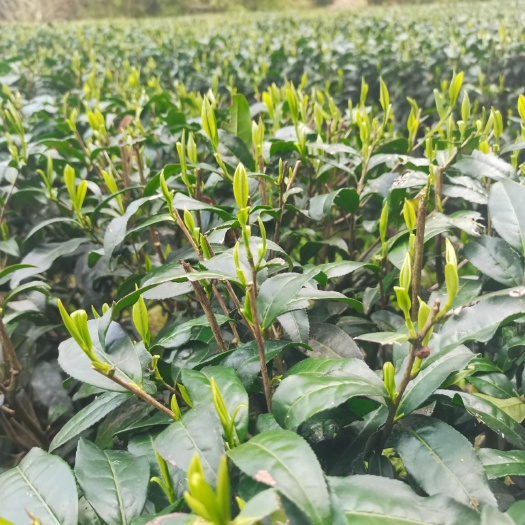 石门县毛尖茶 湖南省常德市石门县 1-2年 2021-04-05