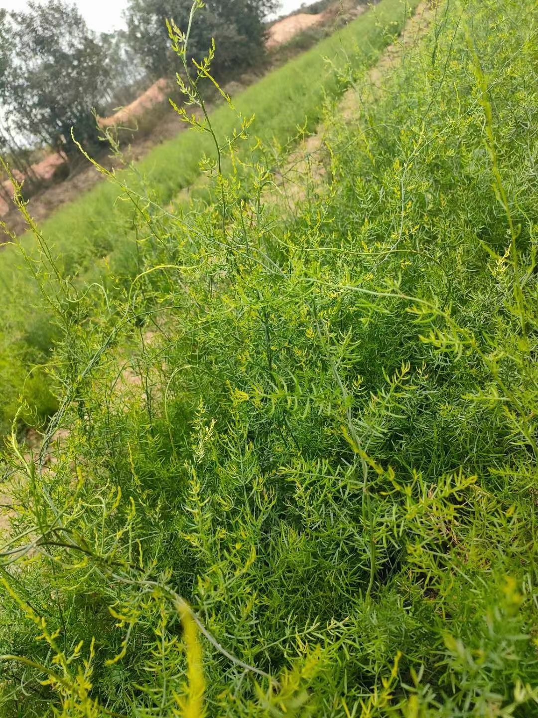 天门冬苗  大天冬苗，基地直供，包技术，包收购！