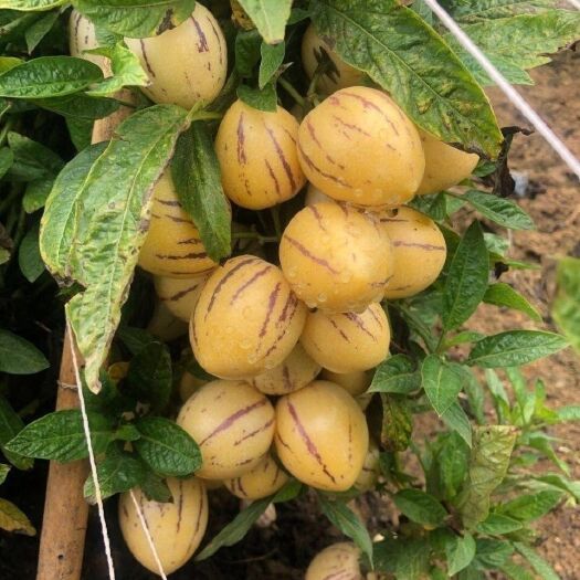 大方县人参果苗 一年三季都可结果 产量高 水份足 甜度高