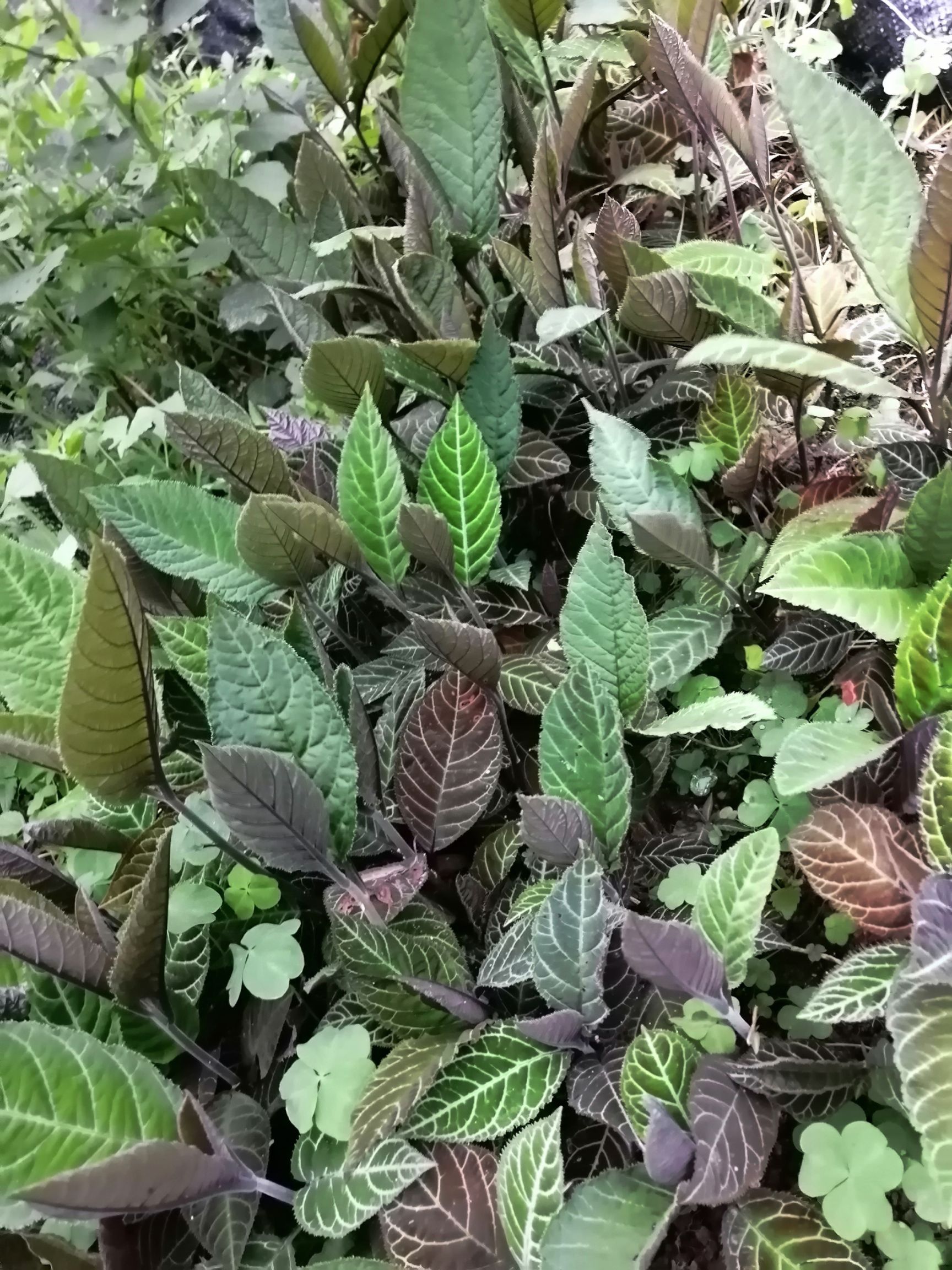 走马胎苗