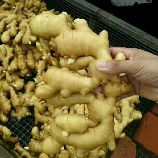 优质大黄姜【产地直发】【价格便宜】【坏烂包赔】