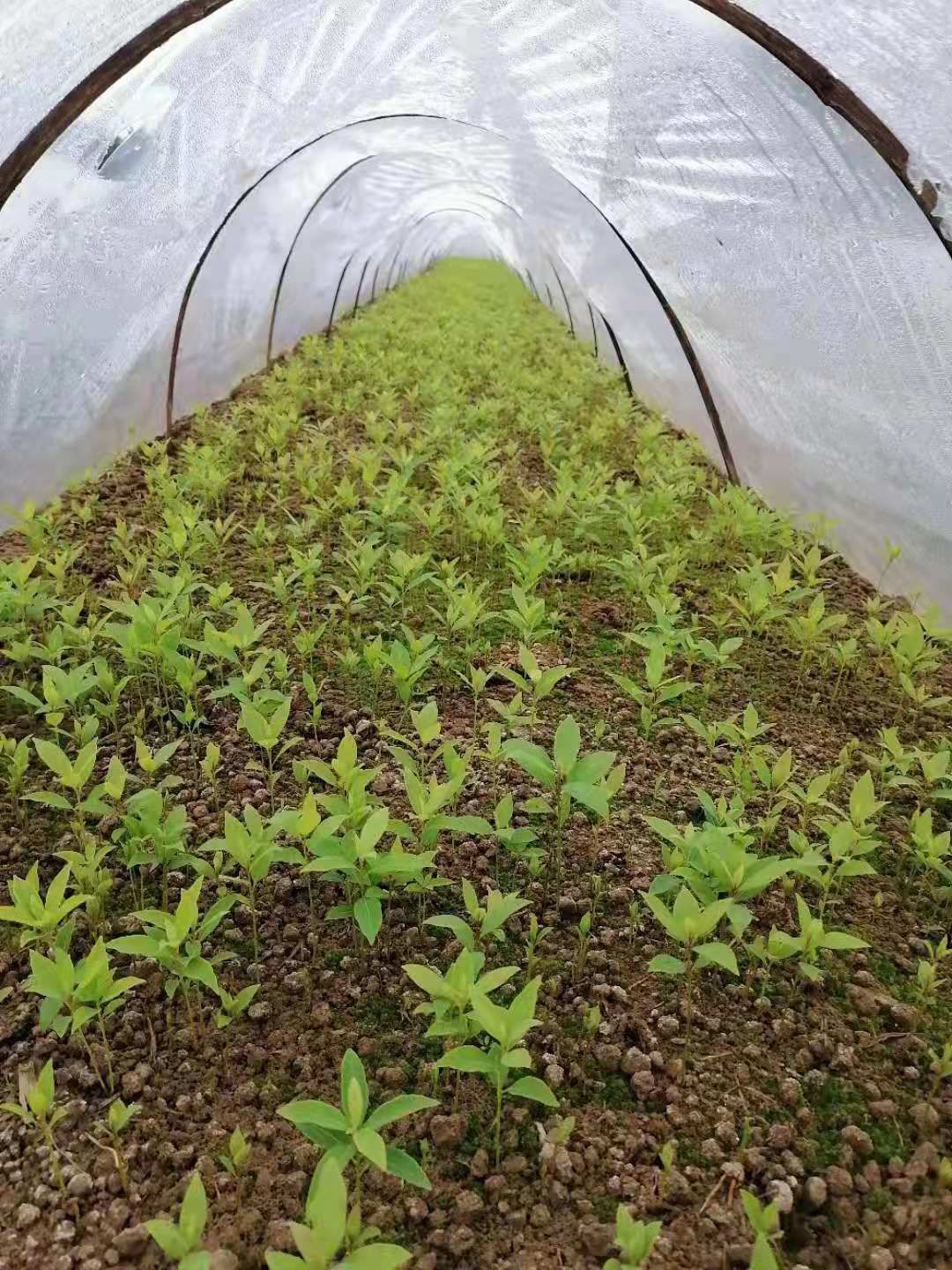 细叶楠木 金丝楠木芽苗，金丝楠木苗