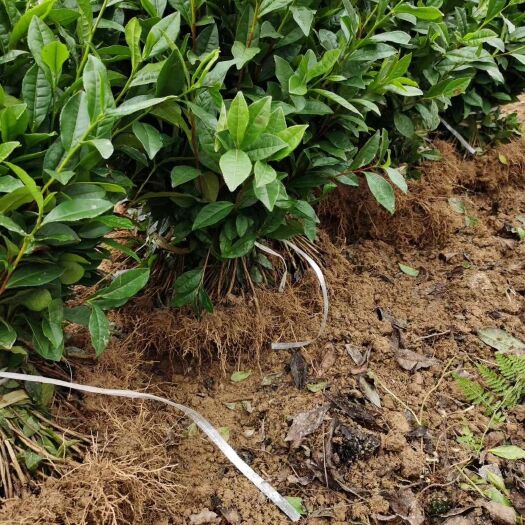 雅安茶树苗 优质福选九号茶苗