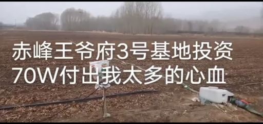 喀喇沁旗北苍术 赤峰王爷府高品质苍术种子 出芽率95%
