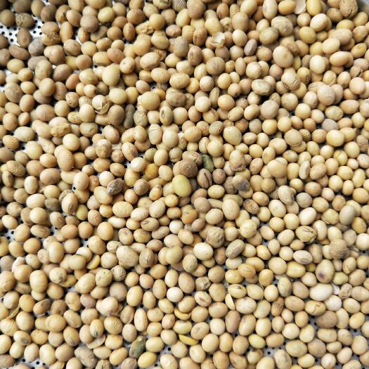 蕲春县大豆 高蛋白中粒型黄豆