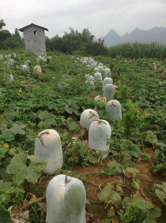 粉皮大冬瓜种子，粉皮冬瓜种子，海南本地水桶冬瓜，厂家直销
