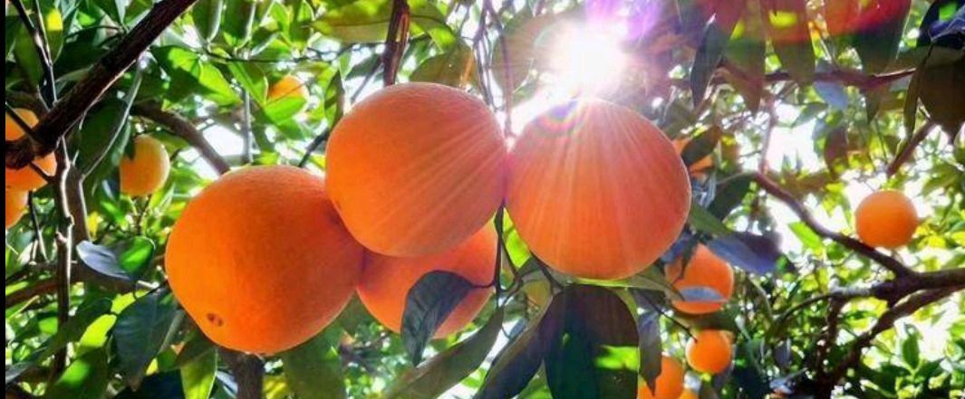 奉节纽荷尔脐橙  重庆奉节脐橙 国家地理标志产品