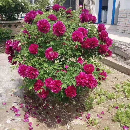 广河县牡丹树 甘肃百年牡丹，品种多样，大小都有，欢迎光临