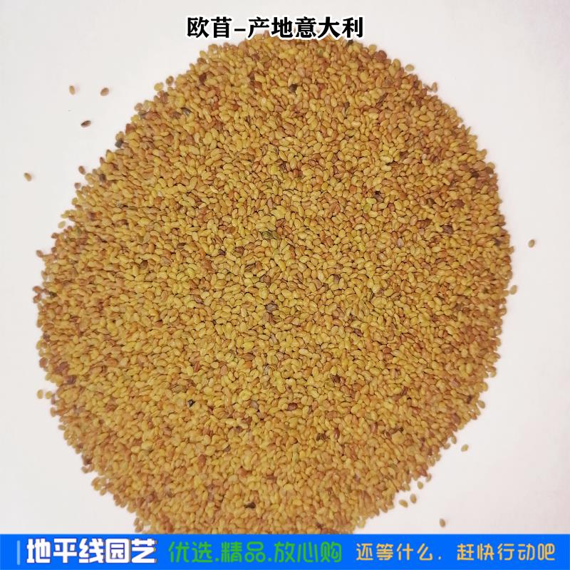 大叶紫花苜蓿种子多年生苜蓿草籽四季牧草种子鸡鸭鹅牛羊鱼草种