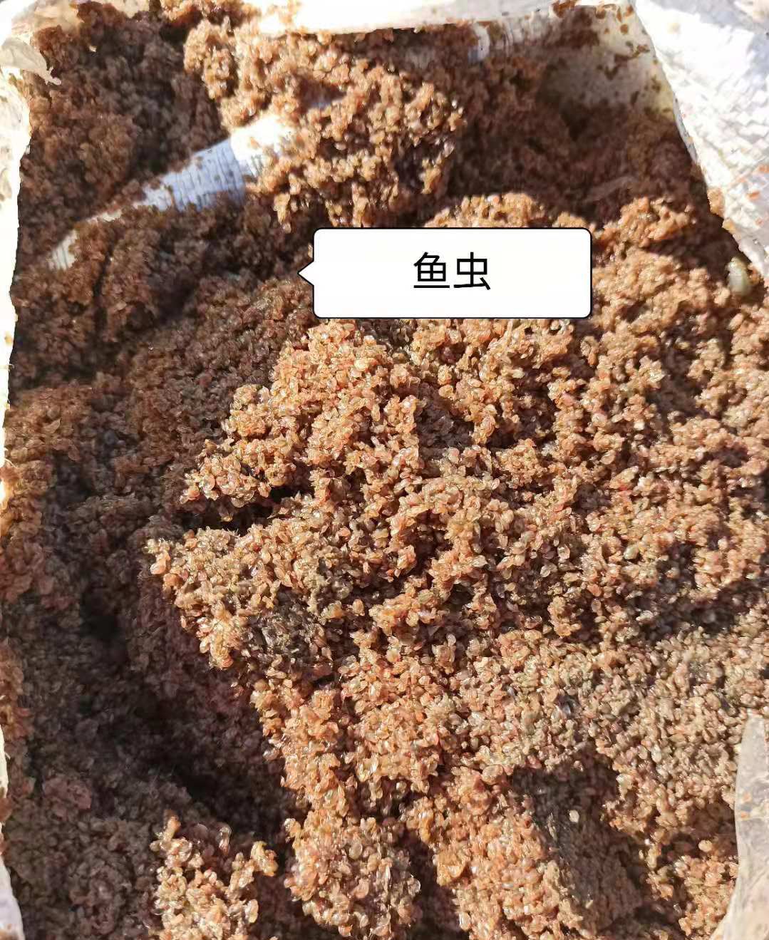 丰年虫