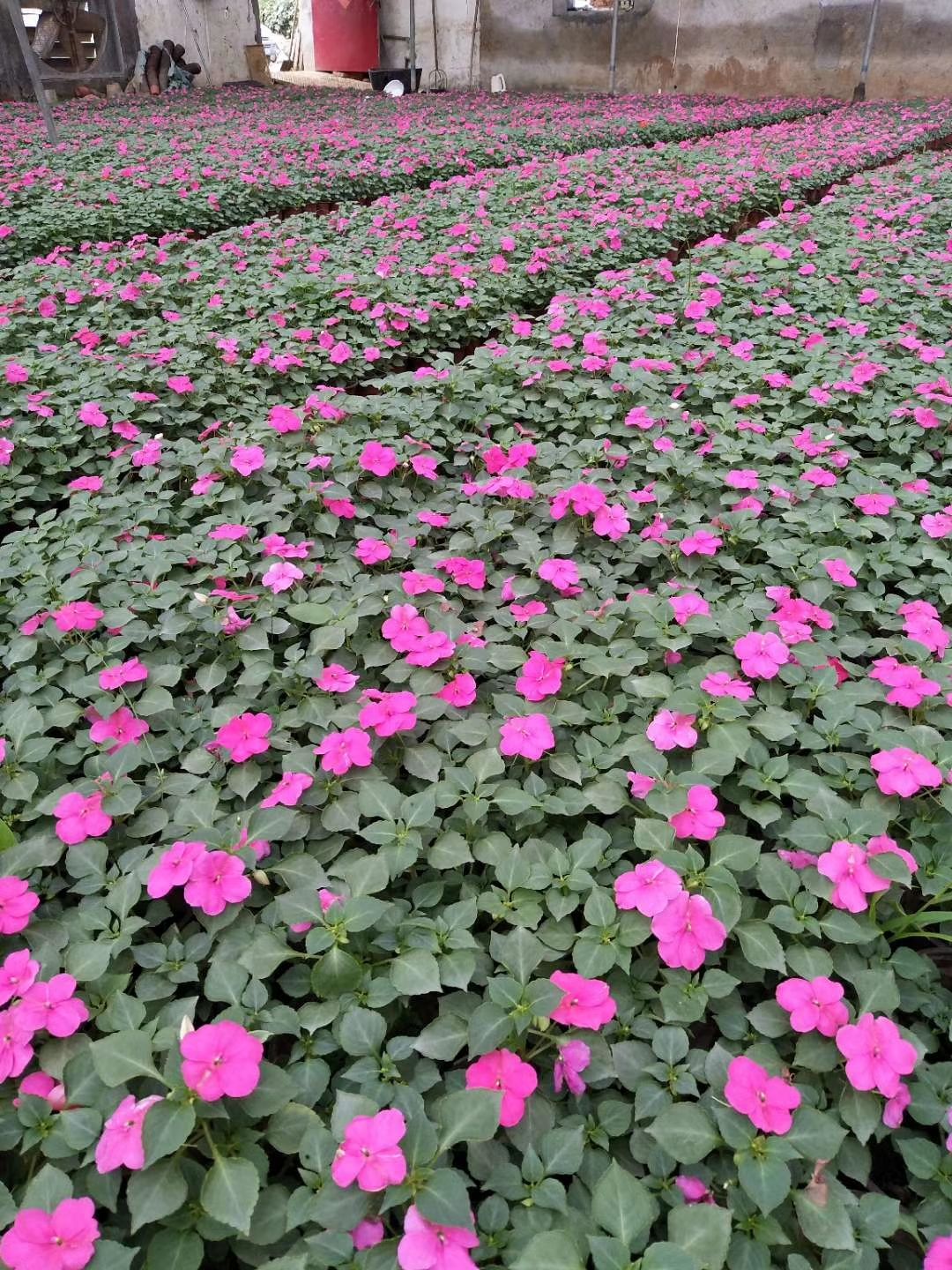 凤仙花  非洲凤仙种植基地 非洲凤仙杯苗 非洲凤仙价格 非洲