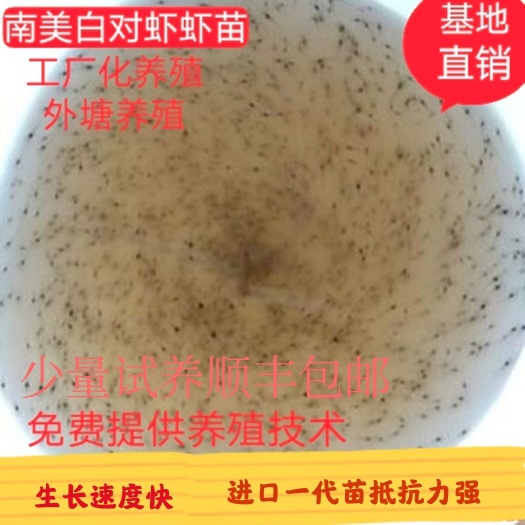 连云港南美白对虾苗基围虾苗对虾苗一代苗高抗淡化苗免费提供技术指导