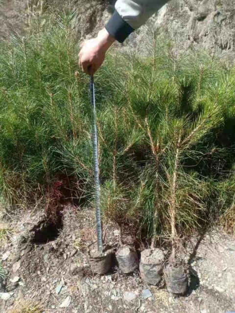 60一80高的油松营养杯出售价格便宜有需要的老板联系。