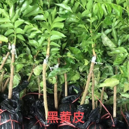 灵山县黑黄皮果苗  黑黄皮