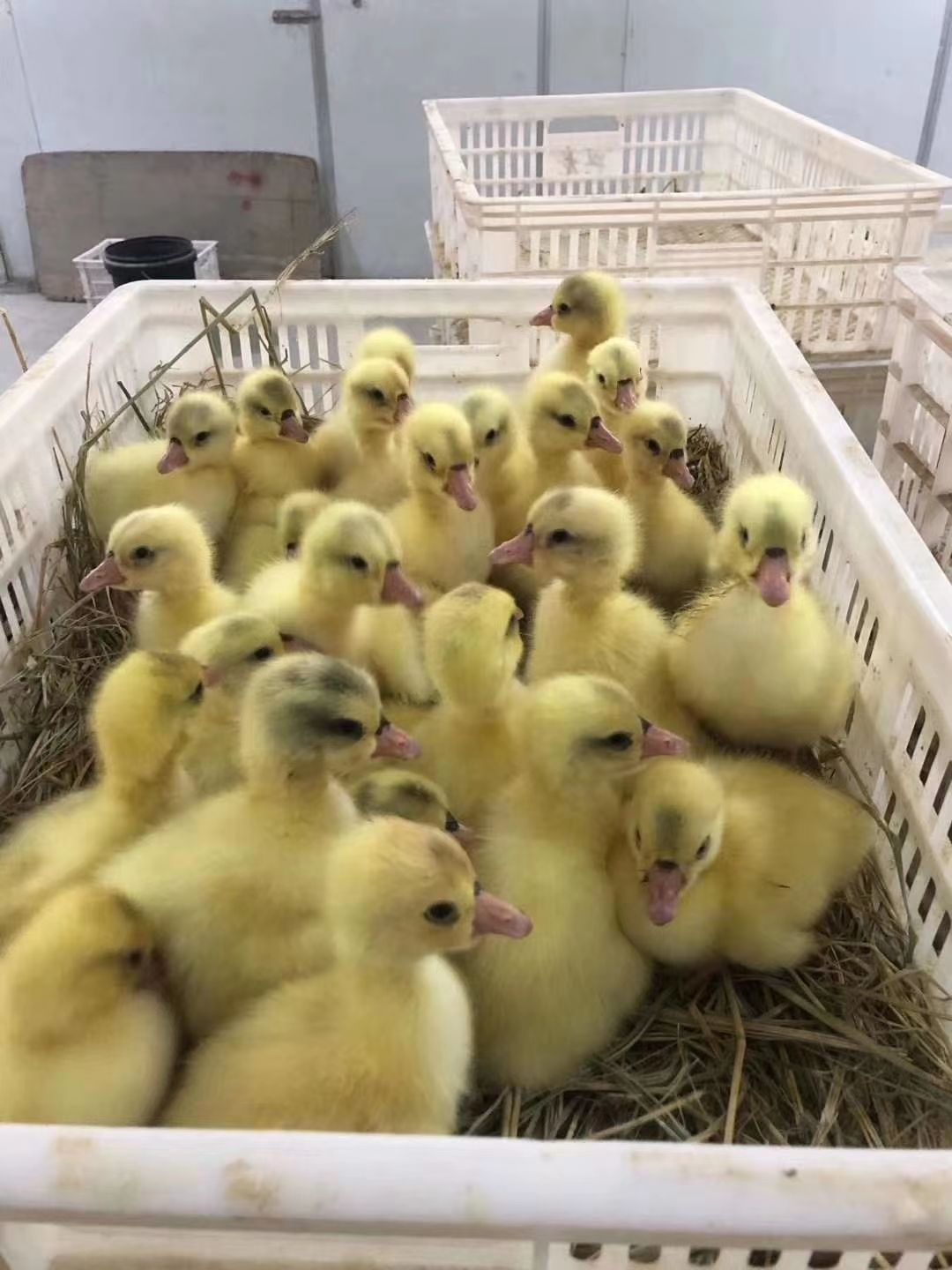 正宗白鹅苗，包邮，包路损