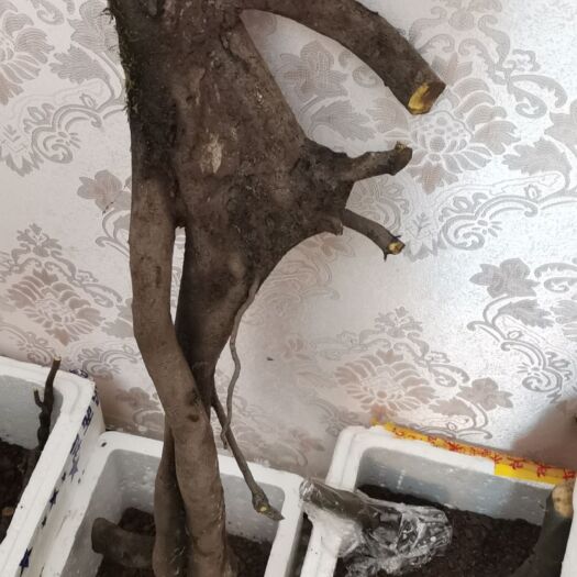 重庆市金弹子盆景灌木母桩桩，