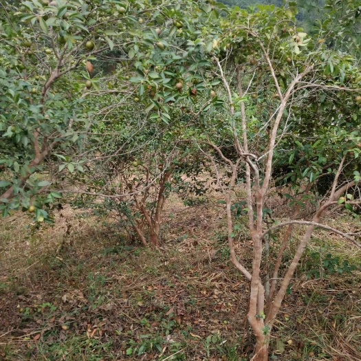 永丰县茶花 10~20cm 