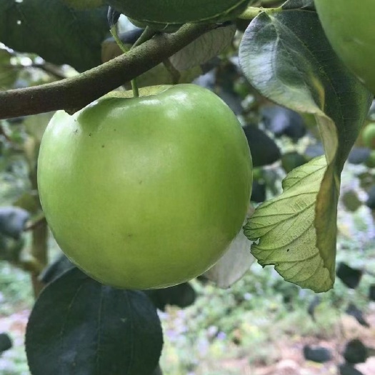 灵山县冬枣树苗  苹果枣