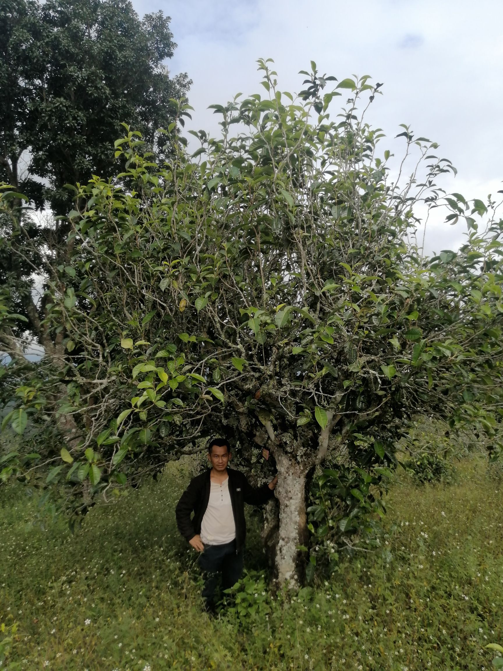 精选普洱茶生茶生态茶古树茶生普洱自产自销，一手货源，纯手工制