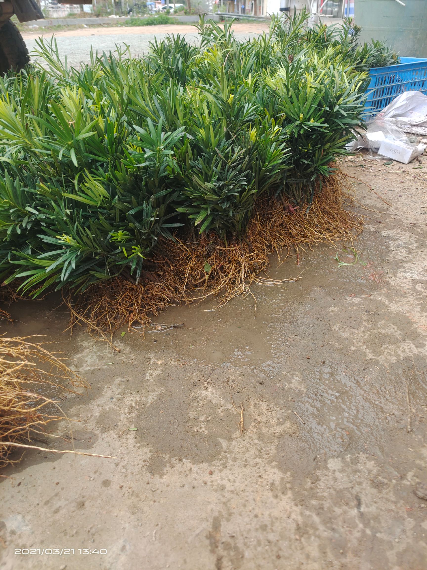 大理罗汉松  罗汉松苗 扦插苗 不结籽公树罗汉松苗