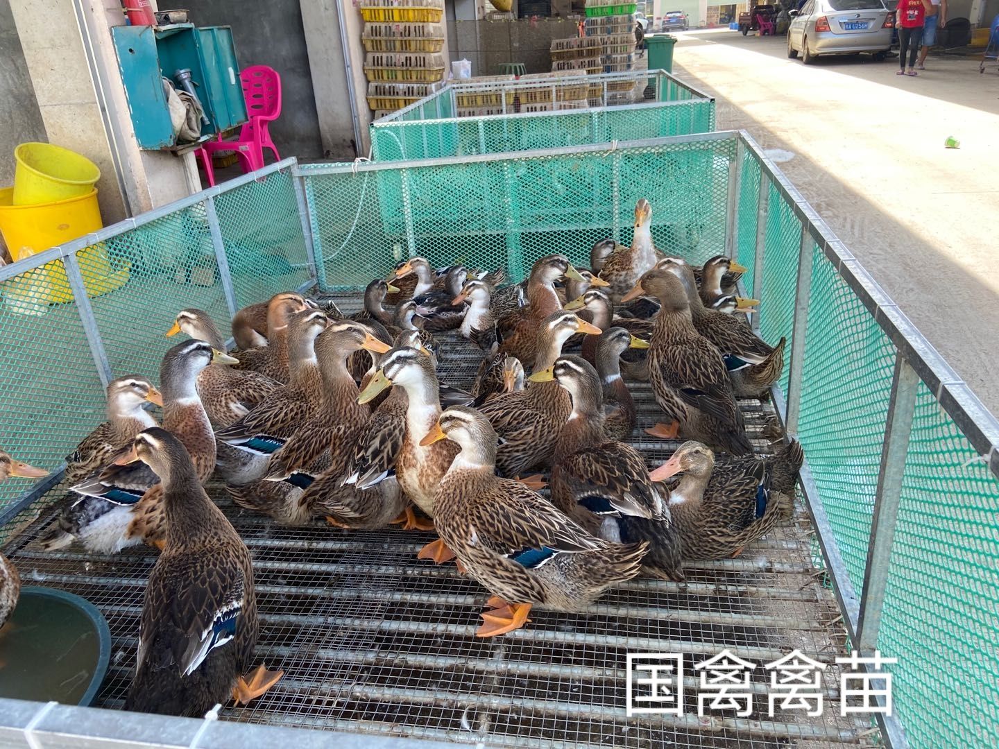 麻鸭苗 大品种  天天出苗 发货快