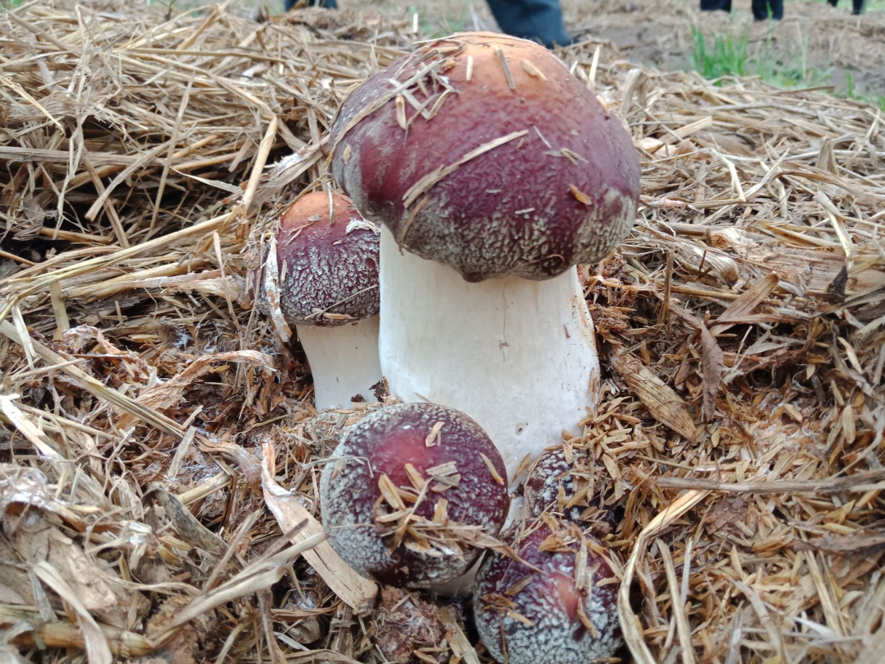 大球盖菇（赤松茸）