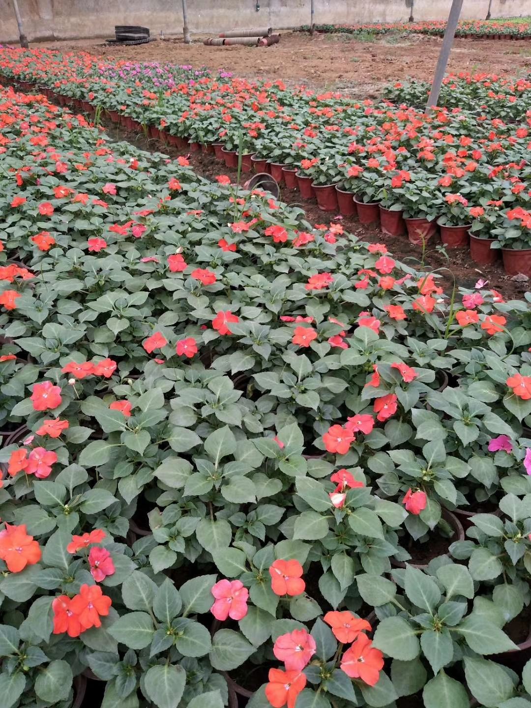凤仙花  非洲凤仙种植基地 非洲凤仙杯苗 非洲凤仙价格 非洲