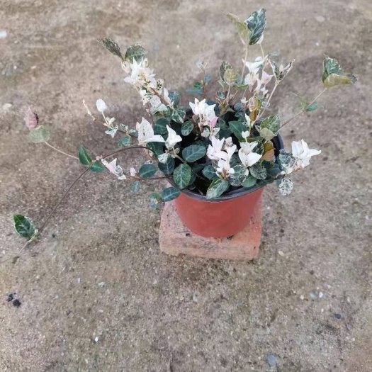 广州 120花叶络石盆栽~24装8元，基地价