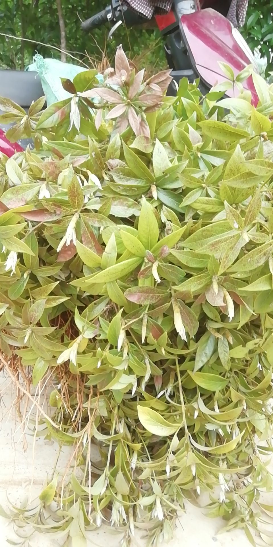 细叶楠木 金丝楠木芽苗，金丝楠木苗